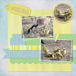 goslings-4-may-may-challenge
