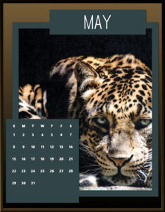 may-big-cat-calendar-2022_600-2