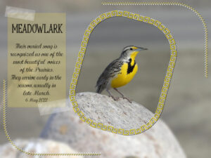 meadowlark-male-6-may