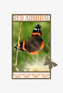 red-admiral-aug-21-2021