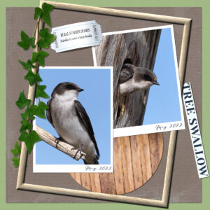 tree-swallow-4