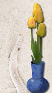 tulips-sm