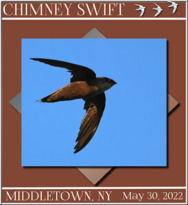 chimney-swift-5-30-22_600-2
