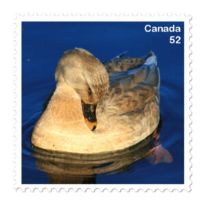 postage-stamp-single-duck-600