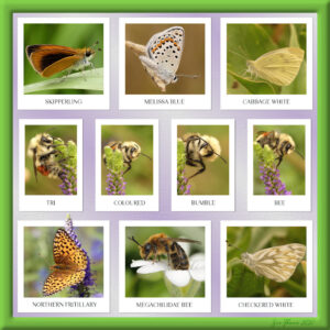 collage-bees-and-butterfliesframed-2