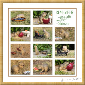 collage-ground-squirrels-1