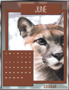 june-2022-big-cat-calendar-cougar_600