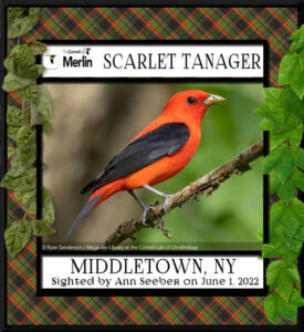 scarlet-tanager-merlin-6-1-22_600