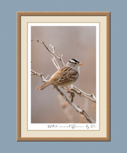 white-crowned-sparrow-2