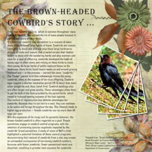 brown-headed-cowbird-story_600