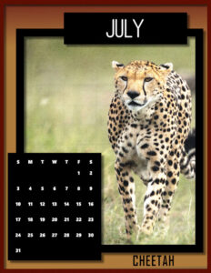 july-2022-big-cat-calendar_600