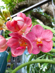 pinkvanda