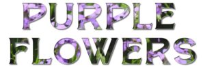 purple-flowers-sm