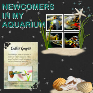 qp-6-extra-newcomers-in-my-aquarium-endlers-guppies_forum