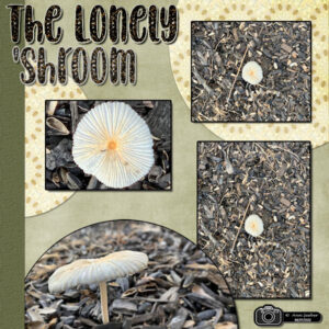 the-lonely-shroom_forum-2