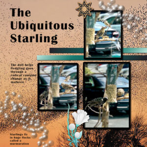 the-ubiquitous-starling_forum