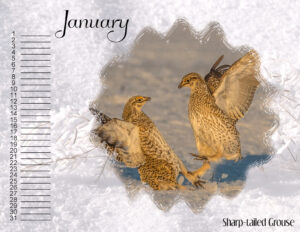calendar-01-sharp-tailed-grouse