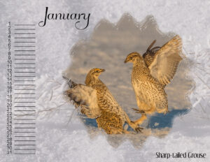 calendar-2023-sharp-tailed-grouse