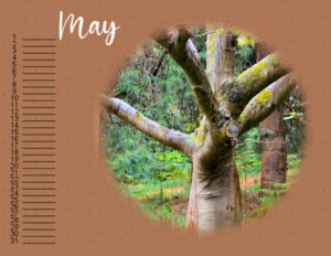 calendar-may-2023