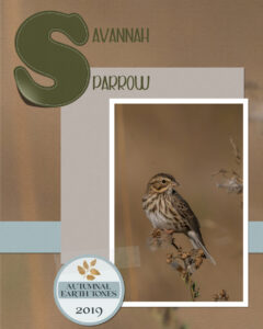 savannah-sparrow-sept-bingo-2