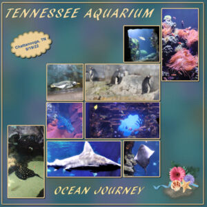 chattanooga-aquarium-ocean_600
