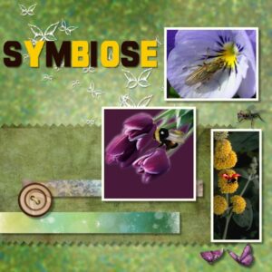 image1-symbiose