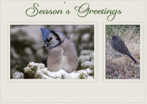 seasons-greetings-3