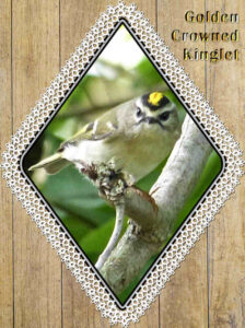 golden-crowned-kinglet-white-tatting-frame_600