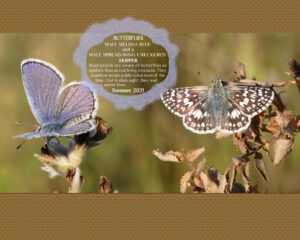 butterflies-males