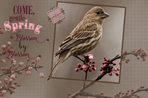house-sparrow-female-framed-and-text-2
