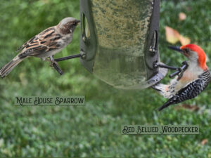 sparrow-and-woodpecker-sm