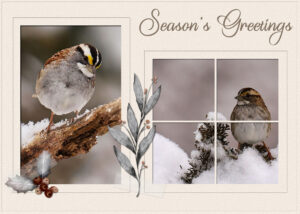 xmas-half-fold-card-white-throated-sparrow