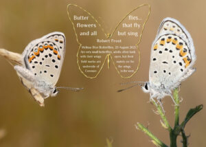 butterflies-3