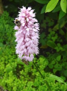 pink-flower-with-bee-2