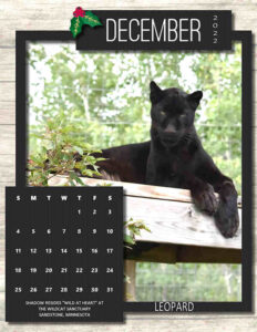 big-cat-calendar-dec_600