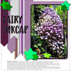 fairy-inkcap-mushroom_600
