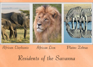 residents-of-the-savanna-sm