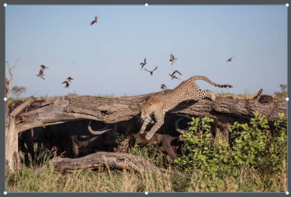Photo of a leopard jumping down from a tree trunk before applying the Out-of-Bounds effect in Affinity