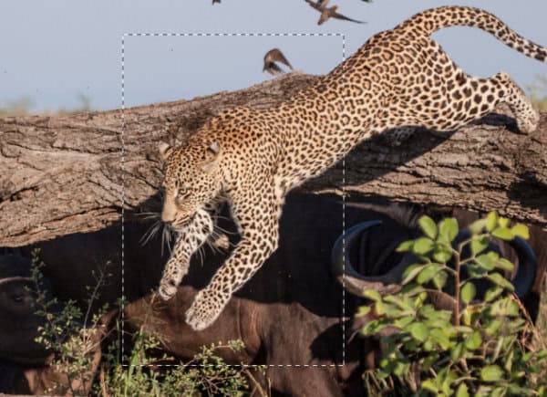Frame shape displayed above the leopard photo layer in Affinity, defining which part will pop outside the frame.