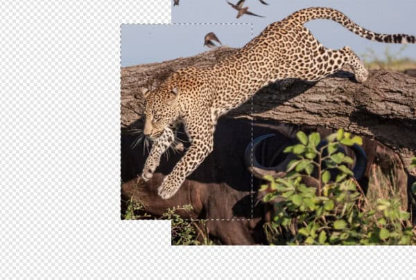 Using a mask in Affinity to reveal only the part of the leopard that stays inside the frame before adding the Out-of-Bounds section.
