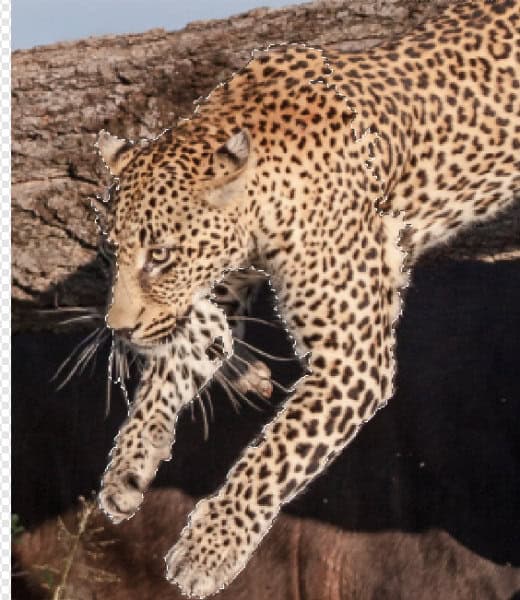 The masked leopard photo showing the selection of thehead and paw extending outside the frame, demonstrating the Out-of-Bounds illusion.