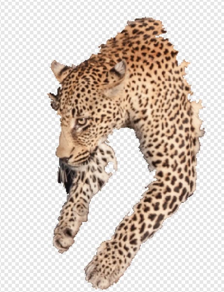 Rough selection of the leopard’s head and front paw using the Selection Brush, showing the default edges before refinement.