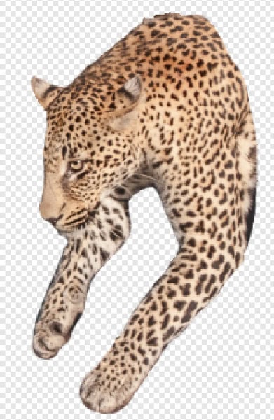 Refined selection of the leopard’s head and paw with smoother, more accurate edges after additional cleanup.