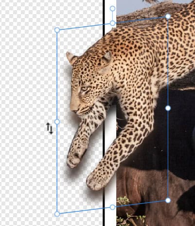 Shadow layer distorted to follow the angle of the leopard’s movement, enhancing the sense of perspective.