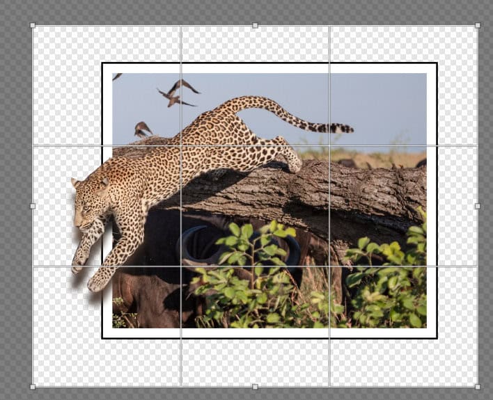 Final Out-of-Bounds composition showing the leopard jumping out of a framed photo with realistic masking, outline, and shadow details.