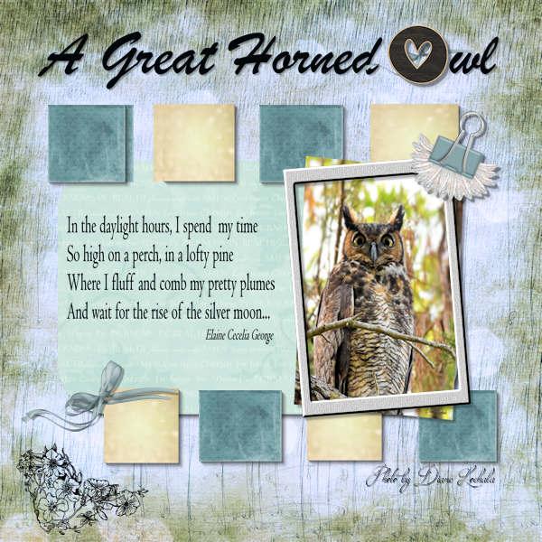 A Great Horned Owl_2