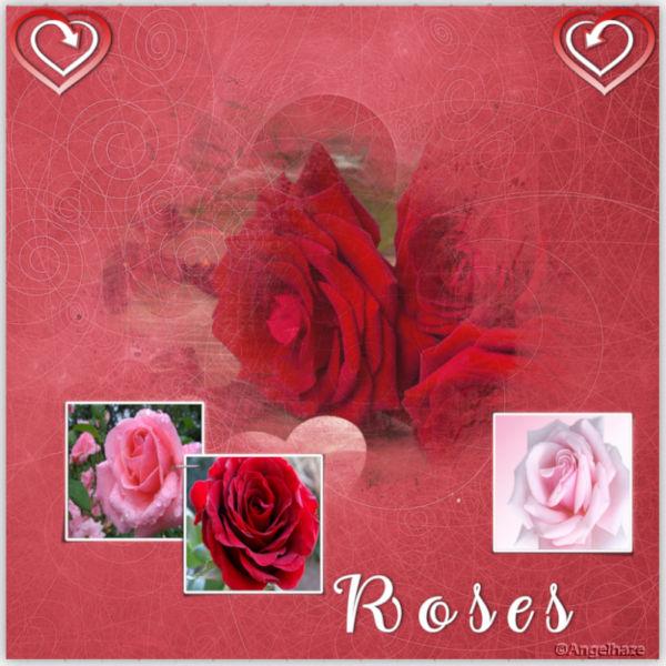 layout roses